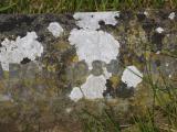 image of grave number 788606